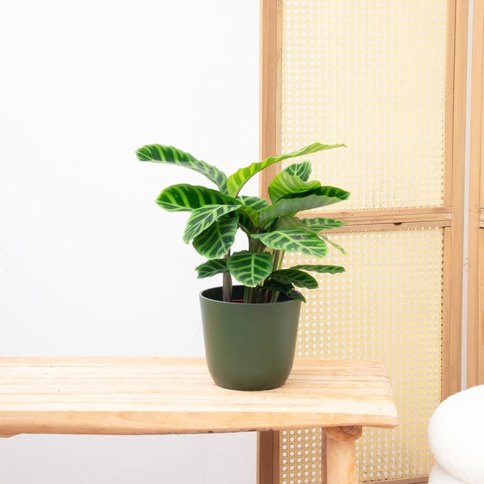 Calathea Zebrina - 35cm