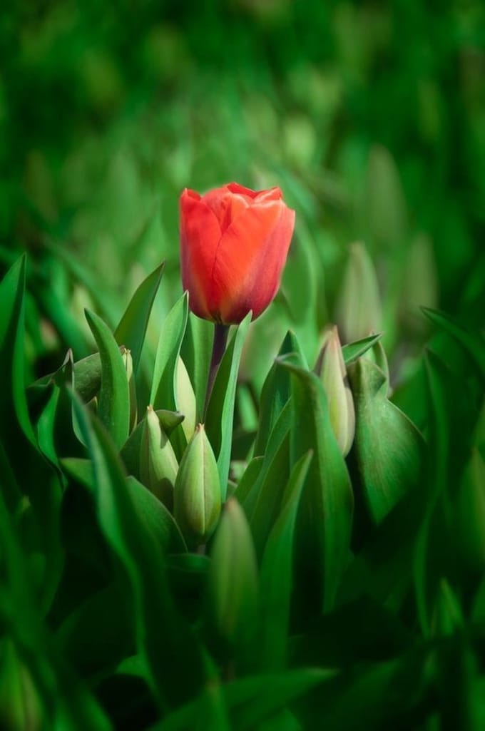 Foto op Canvas, Tulp 006 (80x120cm staand)