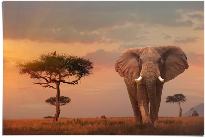Poster Olifant bij schemer - 61 x 91,5 - Papier - REINDERS