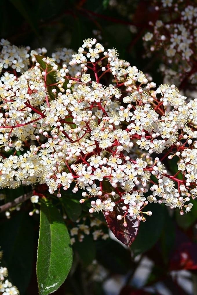 Jonge Glansmispel Boom | Photinia fraseri 'Red Robin' | 100-150cm hoogte