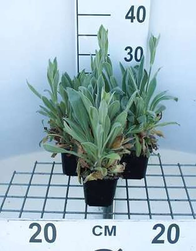 6x Koekoeksbloem - Lychnis cor. 'Alba' | 9x9 cm pot