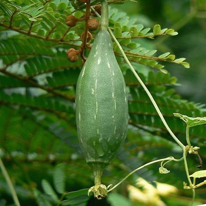 Sponskomkommer zaden Luffa