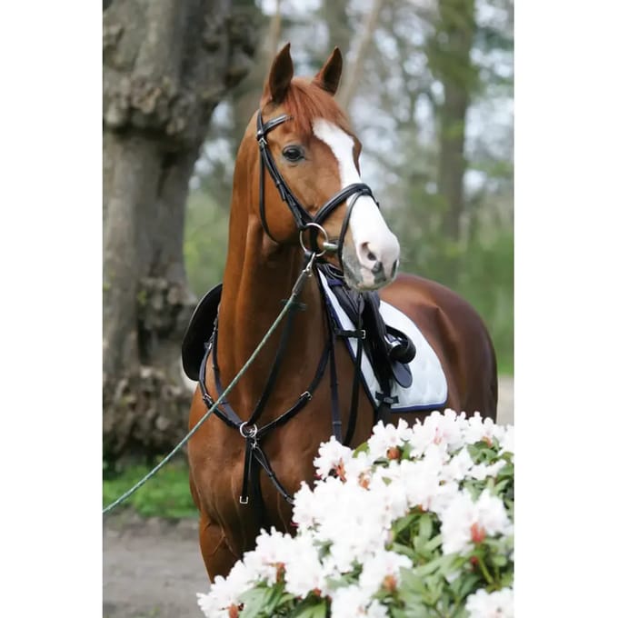 Combinatie martingaal jachthalsband voor paarden Stübben SideFit