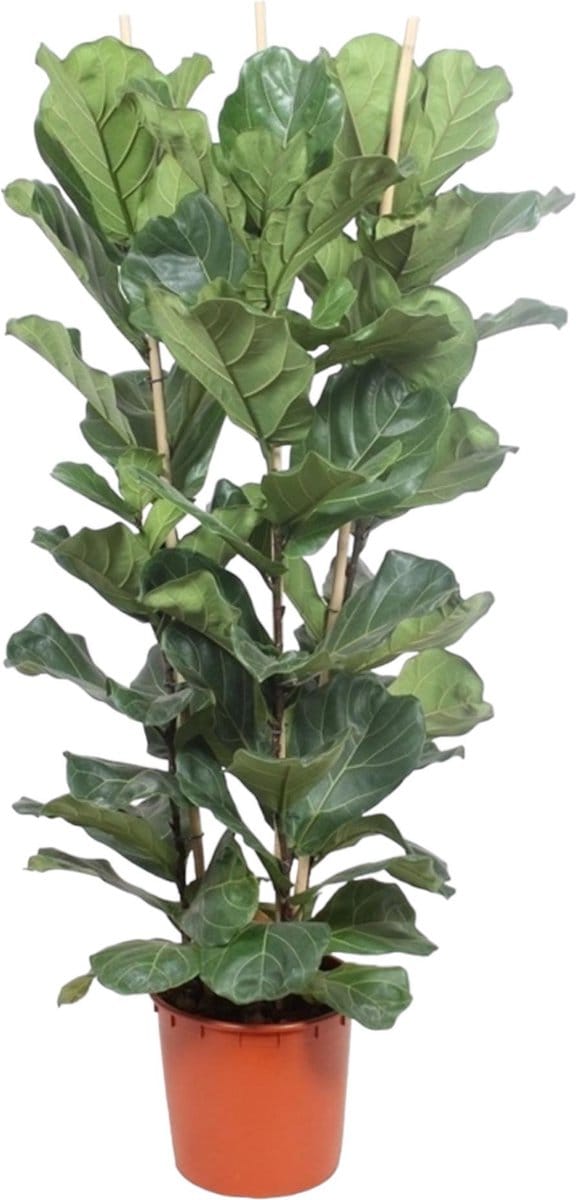 Green Harmony | Ficus Lyrata struik - 180 cm - ø34