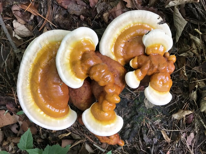 100 gram broed voor Reishi/ Ganoderma lingzhi - Broed voor Ganoderma lingzhi