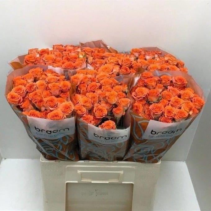 10x Rosa tr. ariya 60cm