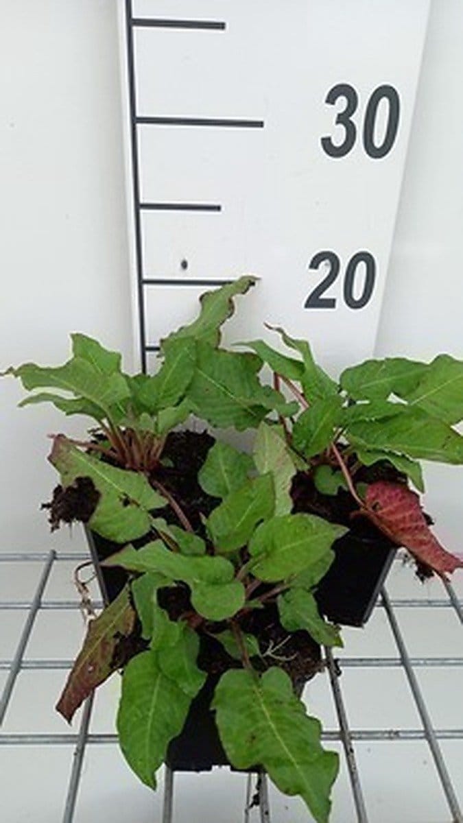 6x Duizenknoop - Persicaria ampl. 'J.s. Caliente' | 9x9 cm pot