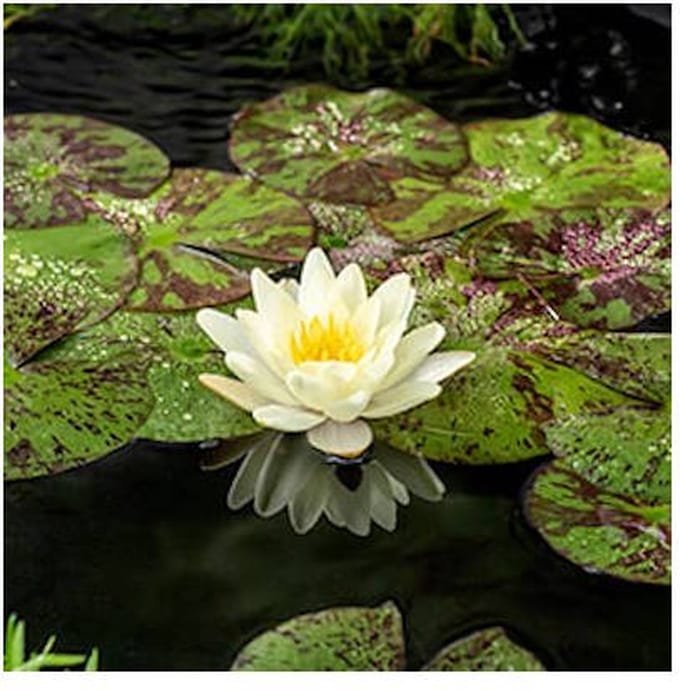 Moerings Nymphaea Chromatella | Waterlelie | In 3L Mand