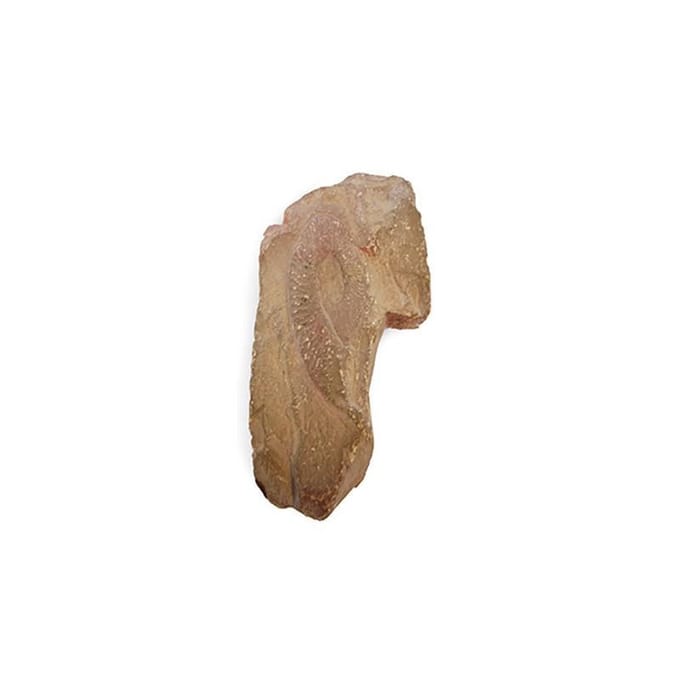 Ammoniet, Marokko, nr. 187 - 13 cm - bruin