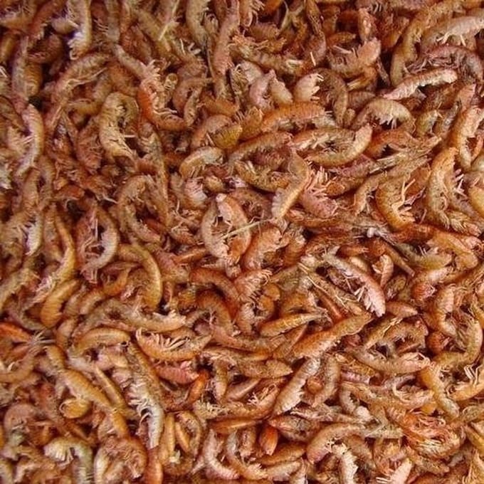 Vlokreeftjes (Gammarus) - 5 Liter