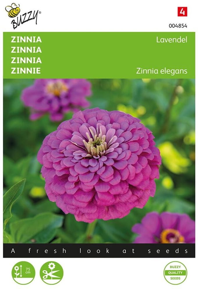 Zinnia Lavendel (Zinnia elegans)