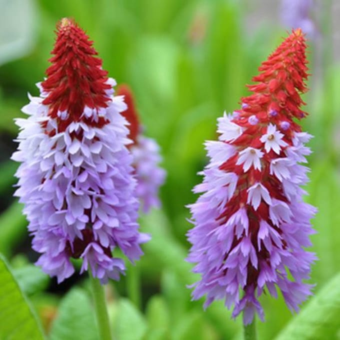 6 x Primula Vialii - Sleutelbloem pot 9x9cm
