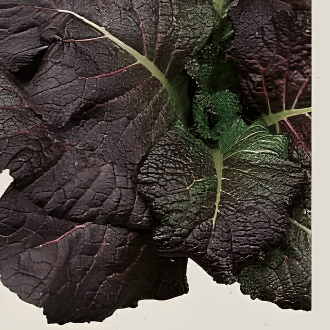 2 sets - Mosterd Red Giant Zaden Organic Brassica Juncea Eenjarig