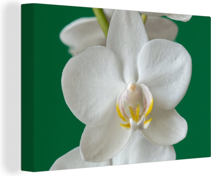 Canvas Schilderij Orchidee met groene achtergrond - 120x80 cm - Wanddecoratie