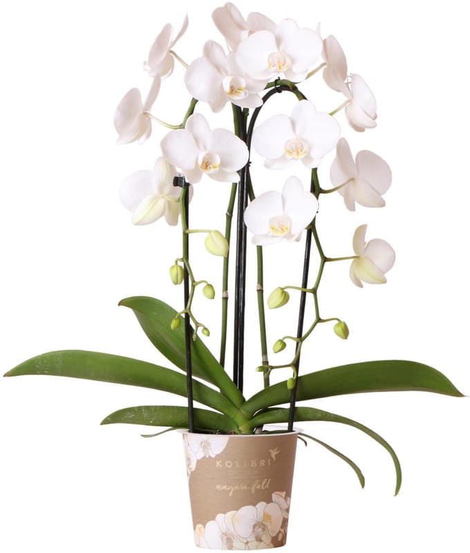 Witte Phalaenopsis orchidee - Niagara Fall - potmaat Ø12cm -