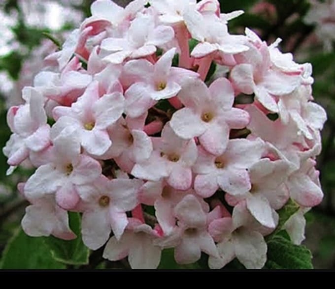 Viburnum carlesii - Sneeuwbal 40- 60 cm in pot