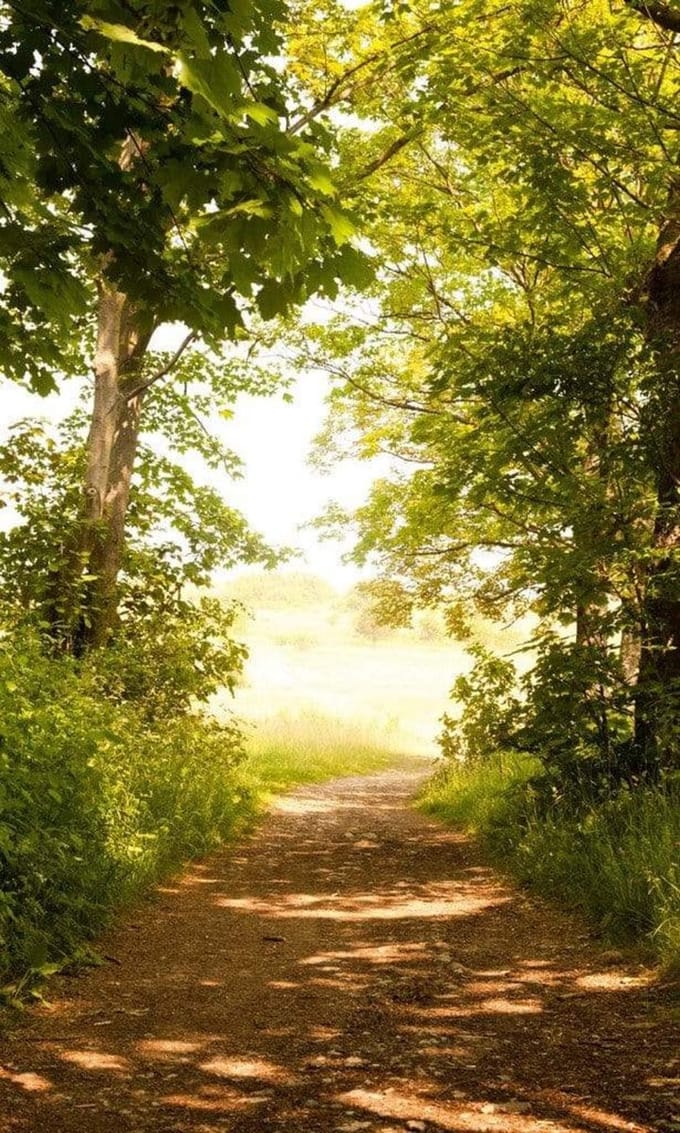 Fotobehang - Forest Path 150x250cm - Vliesbehang