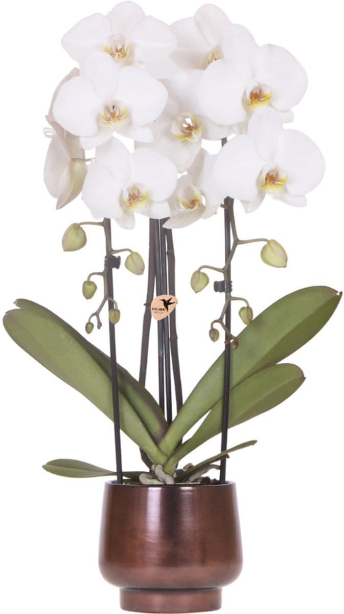 Kolibri Orchids | Scandic Copper pot Ø12cm met witte Niagara Falls orchidee – vers van de kweker