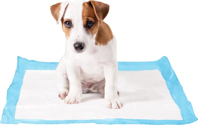 Duvoplus - Dierentoilet - Hond - P-pad Large L - 50st - 45x60cm - 50st