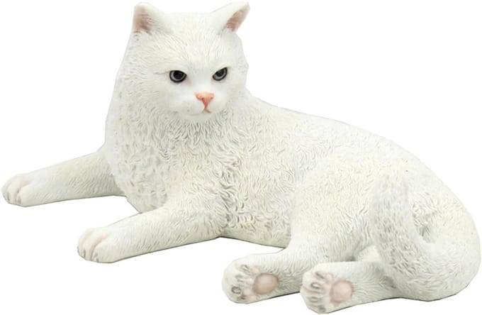 Witte Britse Korthaar Kat voor Thuis