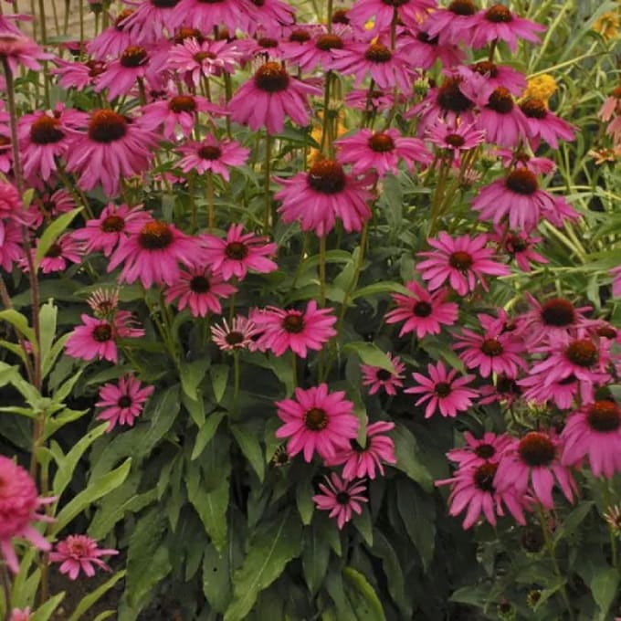 Echinacea Purpurea - Set van 12 - Zonnehoed - Pot P9 - Roze Bloem