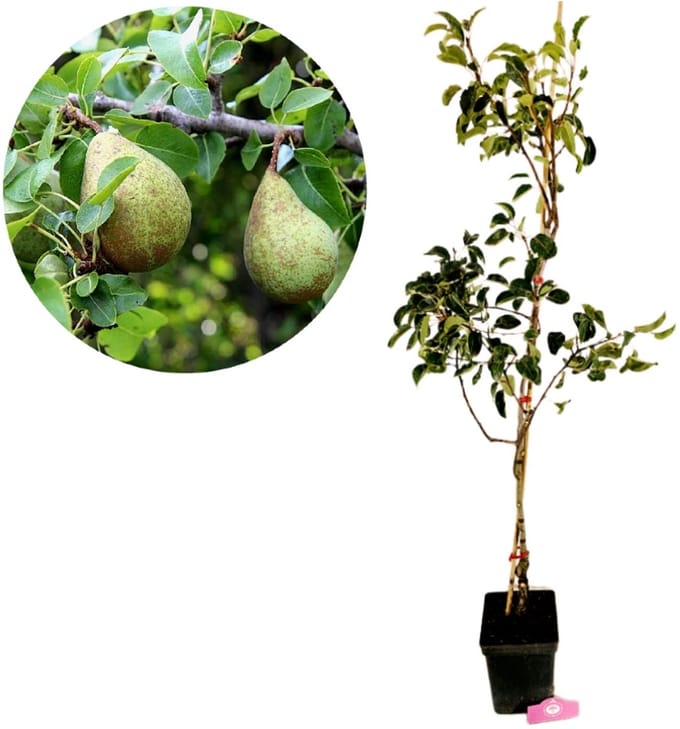 Pyrus communis ‘Triomphe de Vienne’, Perenboom, 5 liter pot