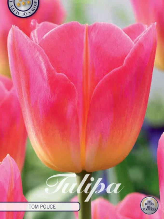 Tom Pouce Triumph Tulpenbollen Bolmaat 12+ 10 Bloembollen