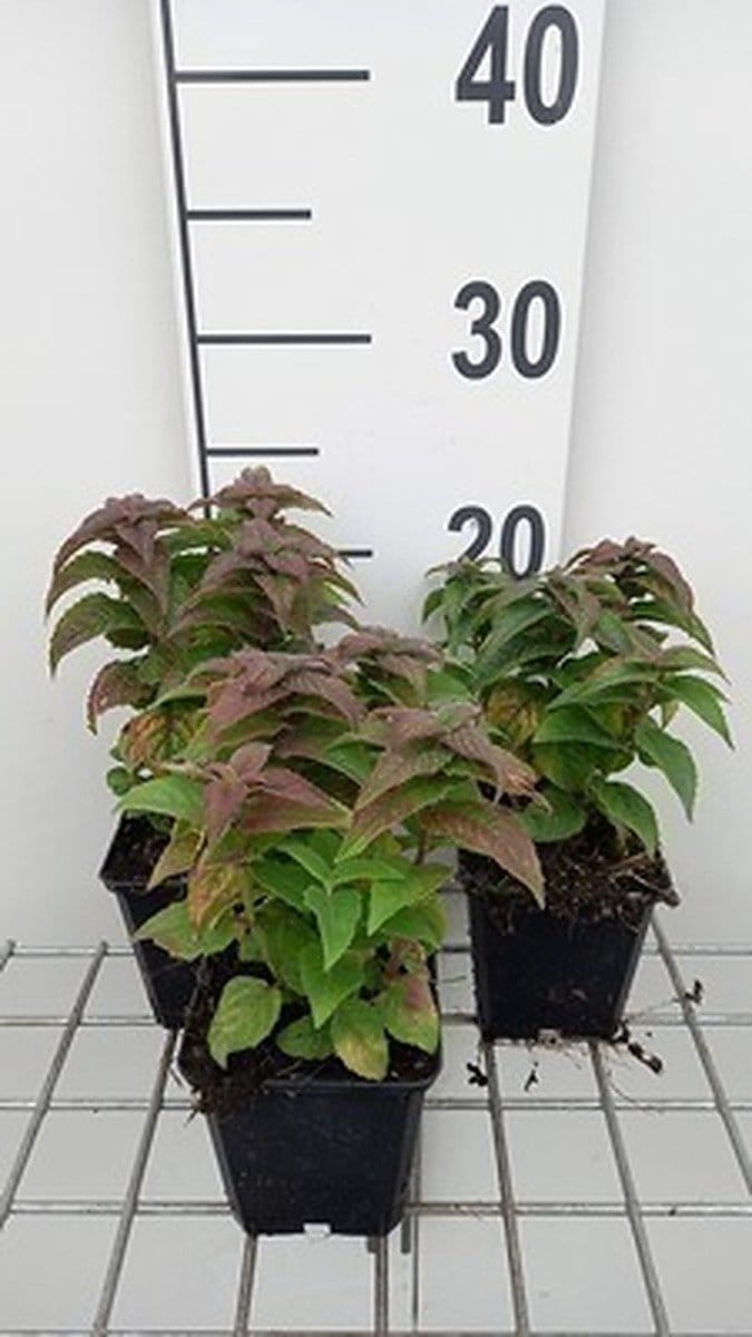 6x Bergamotplant - Monarda hybr. 'Petite delight' | 9x9 cm pot