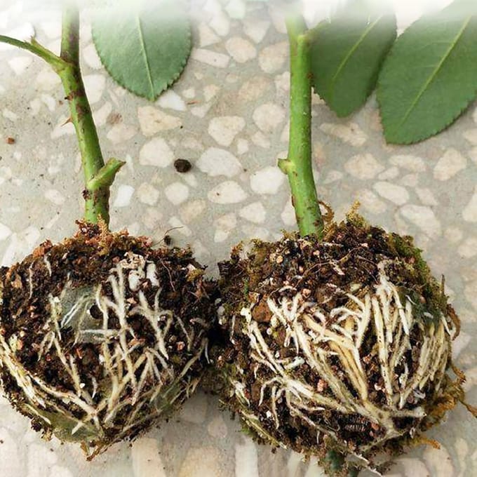 3 stuks Plant Rooting Sphere Ent Rooting Growing Box Kweekkrat voor tuinplanten