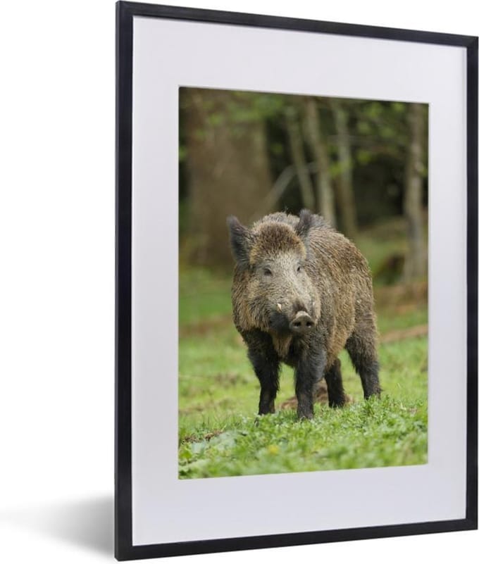 Fotolijst incl. Poster - Everzwijn - Dier - Gras - 30x40 cm - Posterlijst