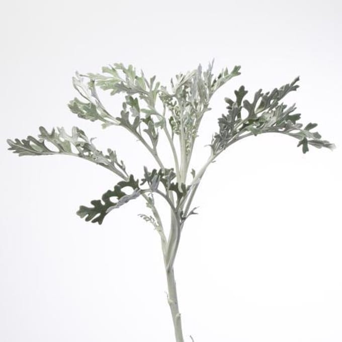 10x Sg senecio maritima 60cm