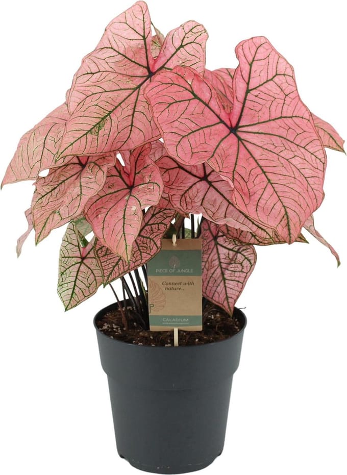 Caladium Spring Fling - 65 cm - Ø21cm
