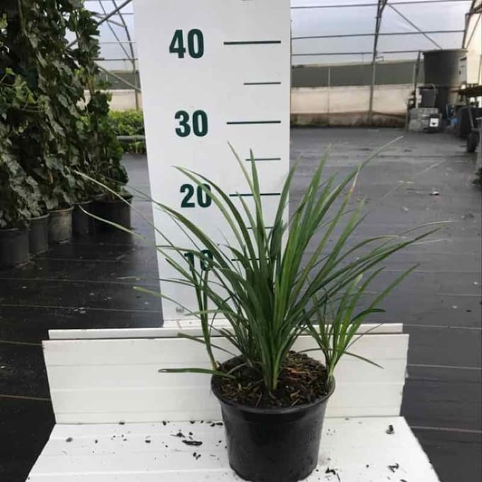 Liriope muscari 'Big Blue' - 2 liter pot