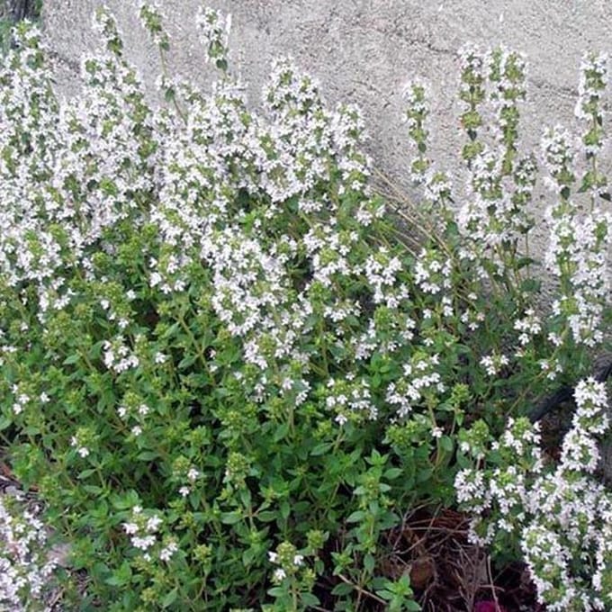 6 x Thymus Vulgaris 'Compactus' - Tijm pot 9x9cm
