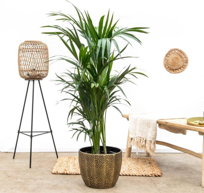 Kentia palm - 160cm - Ø24