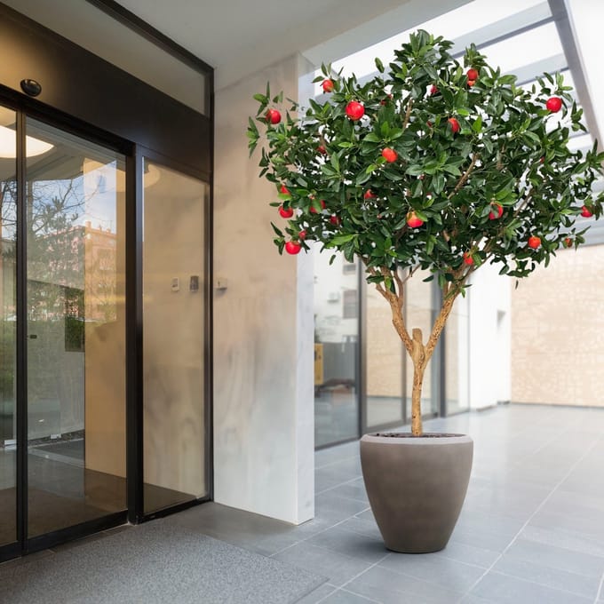 Kunst Appelboom Deluxe XL 280cm