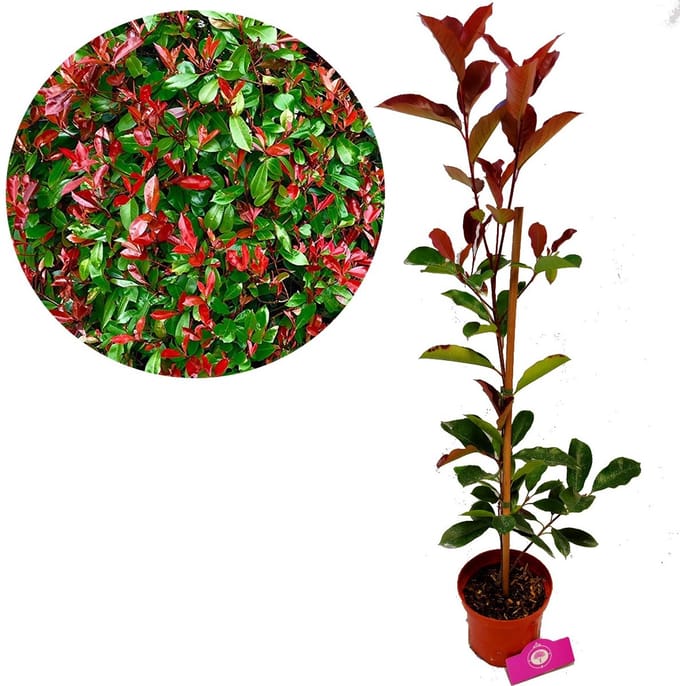Photinia Fraseri 'Red Robin' 2 liter pot