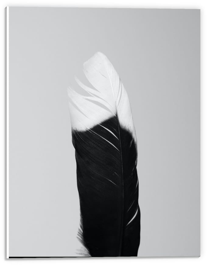 Forex - Zwart/wit Veer - 30x40cm Foto op Forex