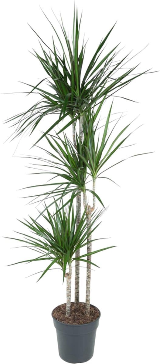 Green Harmony - Dracaena Marginata - 160 cm - ø24