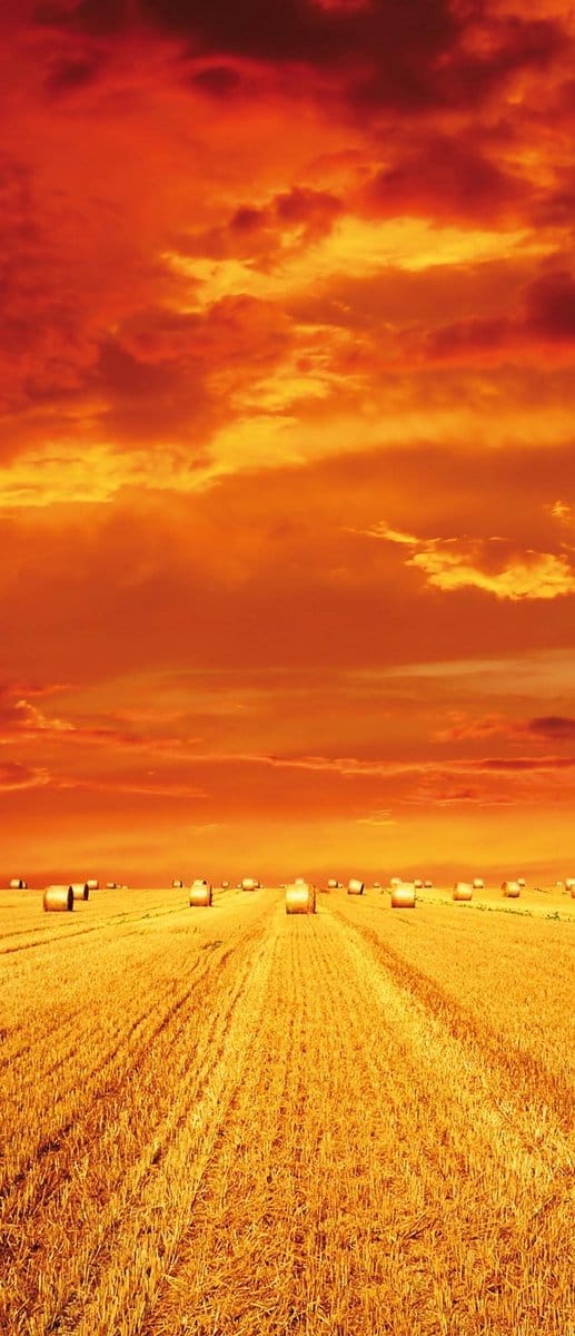 Field Gold Pasture Yield Nature Photo Wallcovering