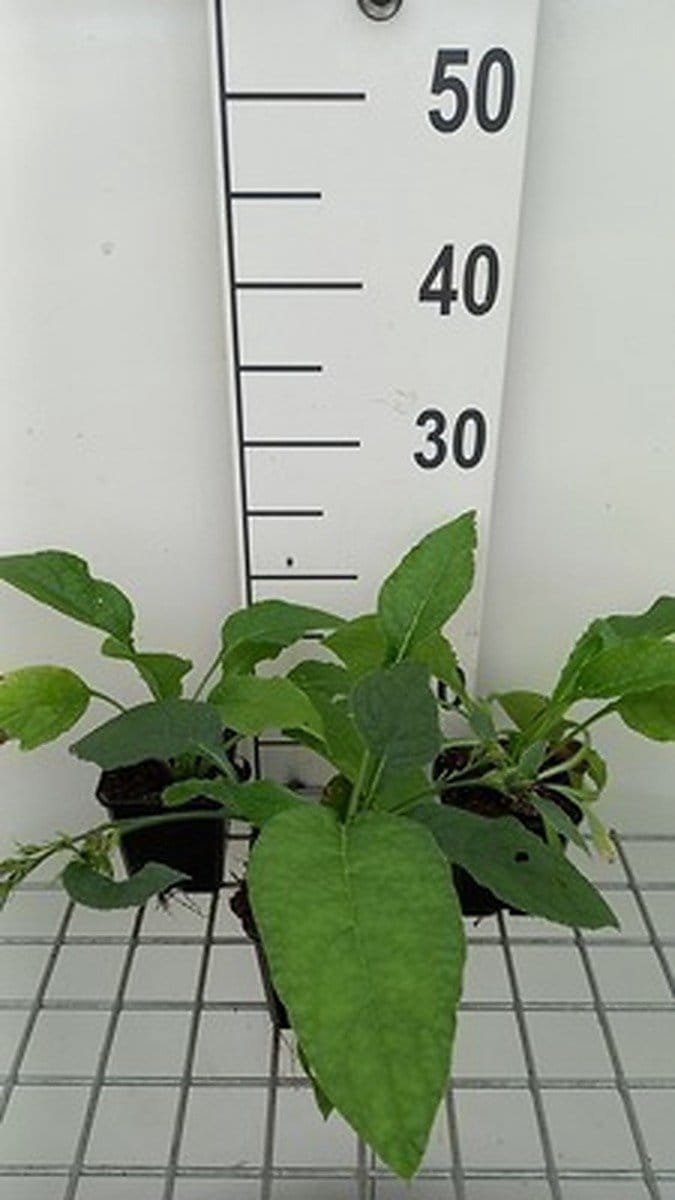 6x Smeerwortel - Symphytum grandifl. 'Hidcote Blue' | 9x9 cm pot