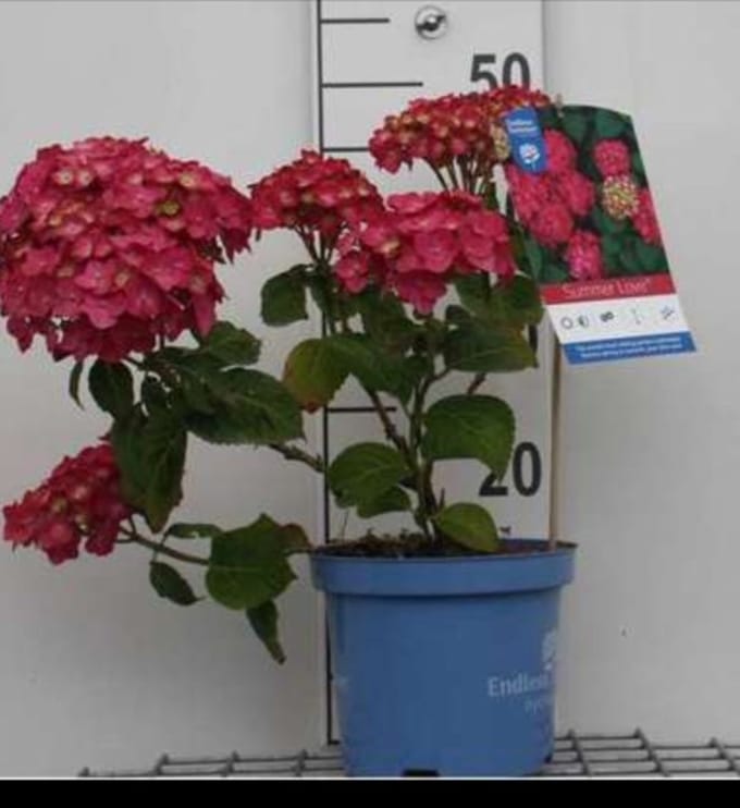 Hydrangea macr. 'Endless Summer® Summer Love' - Hortensia 25- 30 cm in pot