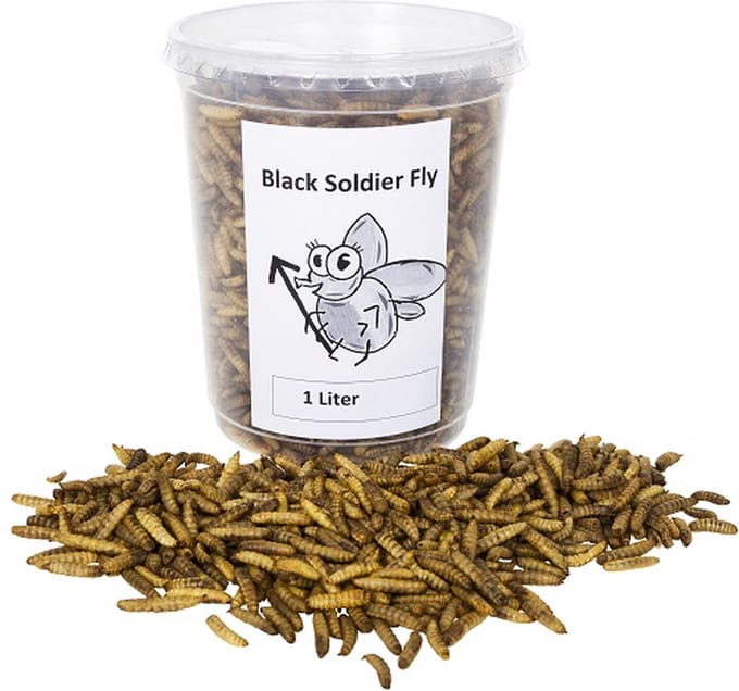 Black soldier fly - 3 X 1 Liter - tuindieren - Animal King