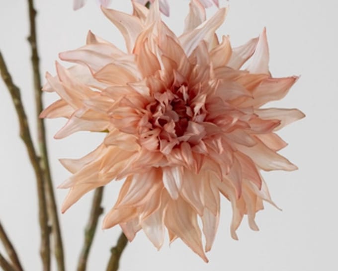 Dahlia steel mauve RT 63 cm