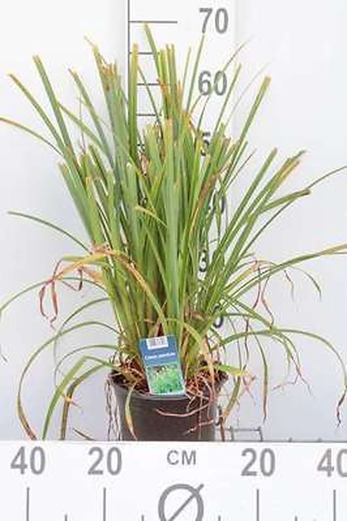 Hangende zegge - Carex pendula | 3 liter pot