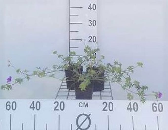 6x Ooievaarsbek - Geranium hybr. 'Dilys' | 9x9 cm pot
