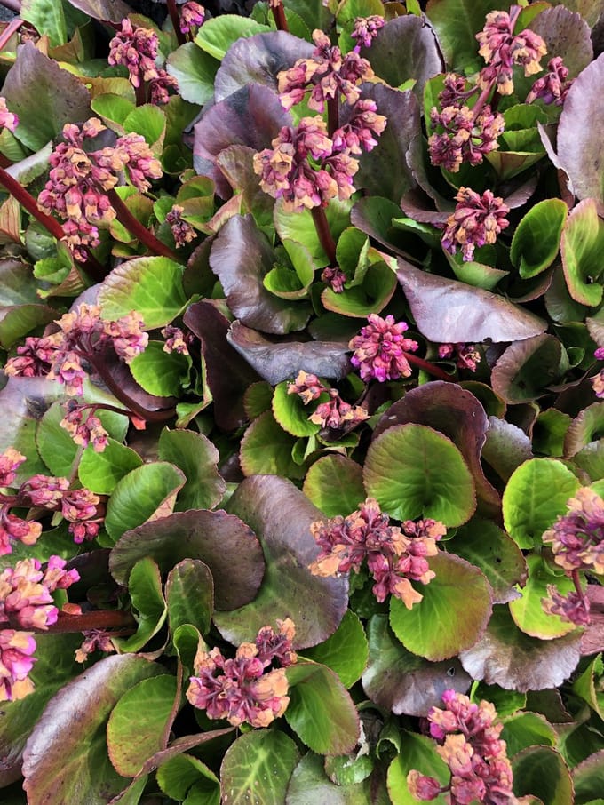 6x Schoenlappersplant - Bergenia 'Rosi Klose' | 9x9 cm pot