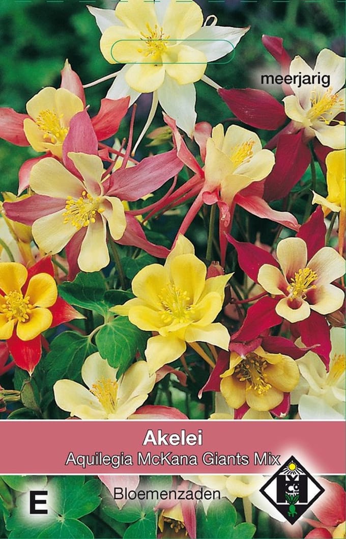 2 stuks Aquilegia caerulea McKana GiantsVan Hemert & Co