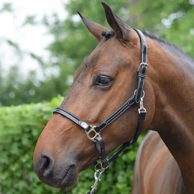 Halster voor paarden Jump'In Week