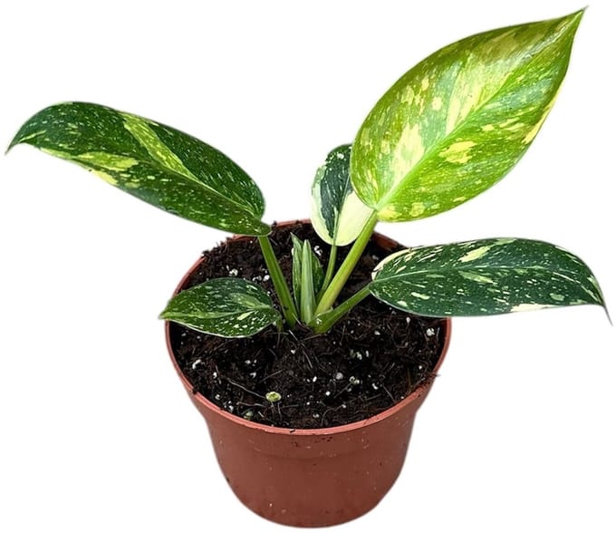 Philodendron Green Congo Hybrid Kamerplant Potmaat Ø10,5 cm |Vers Van De Kweker